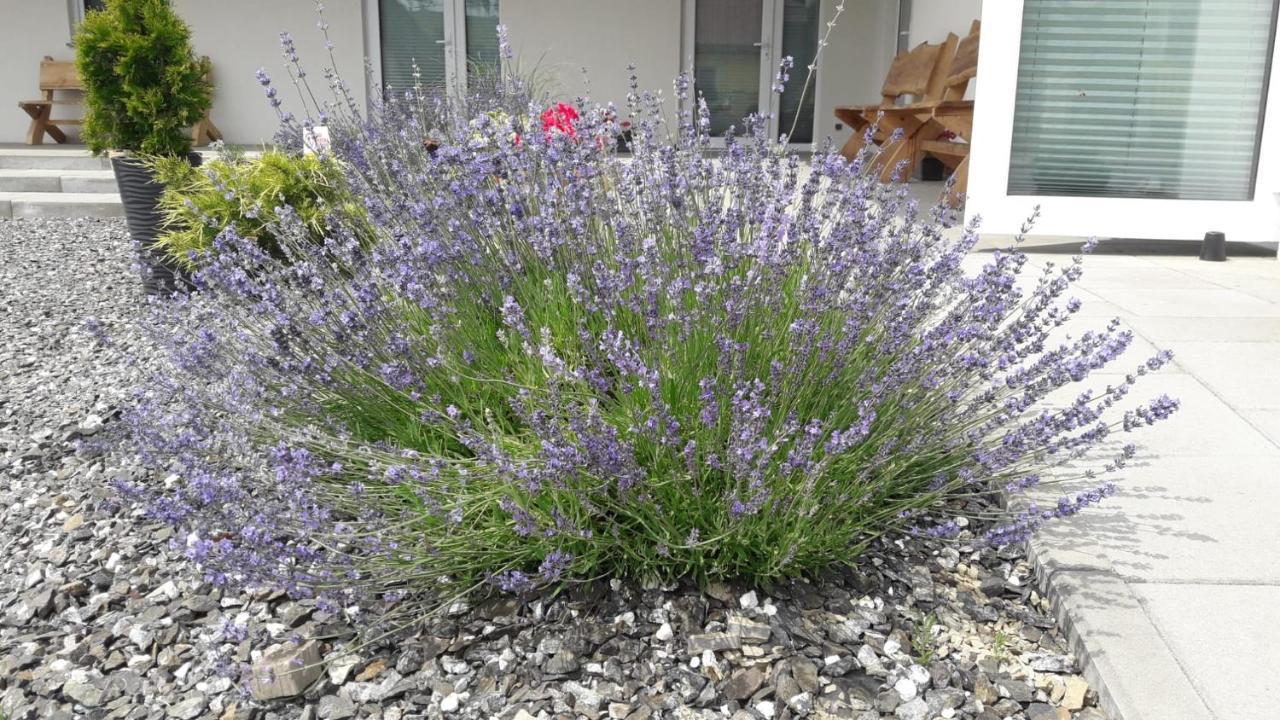Pokoje Pod Grusza -Osobne Wejscia Kudowa-Zdrój Exterior foto
